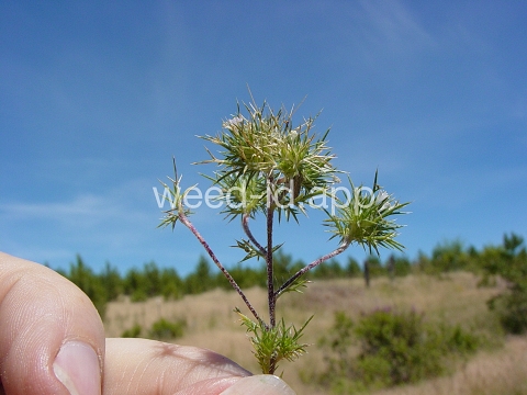 navarretia, needle-leaf